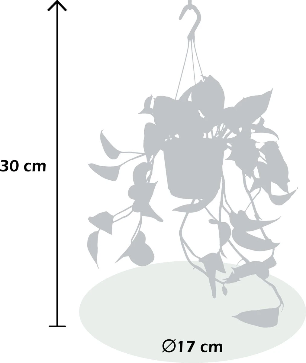 WL Plants - Epipremnum Aureum - Drankenklimop - Hangplant - Hangplanten Voor Binnen - Kamerplanten - Ook Geschikt Als Klimplant - Gemakkelijk Te Verzorgen - ± 30cm Hoog - 17cm Diameter - In Kweekpot 2 WL Plants - Epipremnum Aureum - Drankenklimop - Hangplant - Hangplanten Voor Binnen - Kamerplanten - Ook Geschikt Als Klimplant - Gemakkelijk Te Verzorgen - ± 30cm Hoog - 17cm Diameter - In Kweekpot - Afbeelding 2