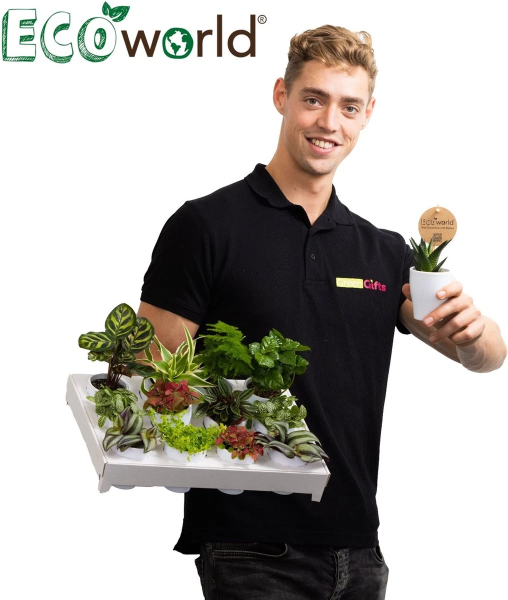 Ecoworld Mini Varen Plantjes Mix - Inclusief Mini Planten Potjes - 5 Stuks - Ø 6 Cm Hoogte 8-15 Cm 6 Ecoworld Mini Varen Plantjes Mix - Inclusief Mini Planten Potjes - 5 Stuks - Ø 6 Cm Hoogte 8-15 Cm - Afbeelding 6