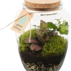 Planten Zorg Verkoop 9 Terrarium Kiki