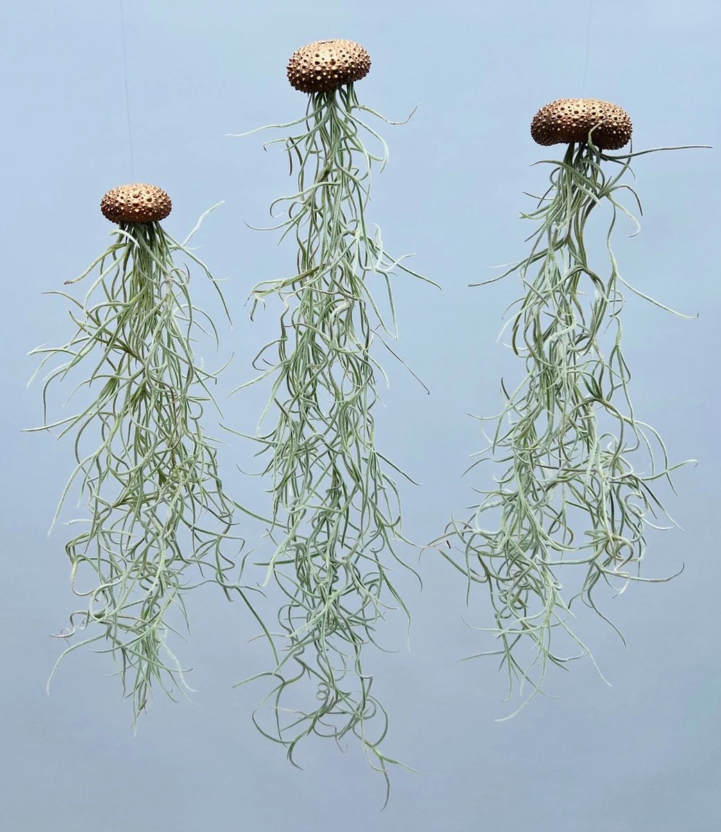 Set Van 3 Jelly-Fish Met Koperkleurige Zee-egels En Spaans Mos/cadeau/hangplant/decoratie/tuin/orgineel Kado/handgemaakt/verjaardag/moederdagcadeau/kadotip/tillandsia/geschenk/plant/kamerplant/groenkado/voor Haar/voor Hem/moeder/woonkamer/pasen/lente 2 Set Van 3 Jelly-Fish Met Koperkleurige Zee-egels En Spaans Mos/cadeau/hangplant/decoratie/tuin/orgineel Kado/handgemaakt/verjaardag/moederdagcadeau/kadotip/tillandsia/geschenk/plant/kamerplant/groenkado/voor Haar/voor Hem/moeder/woonkamer/pasen/lente - Afbeelding 2