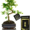 Bonsaiworld Bonsai Boompje - 8 Jaar Oud - Hoogte 25-30 Cm + Bonsai Verzorgingsboekje