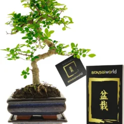 Bonsaiworld Bonsai Boompje - 8 Jaar Oud - Hoogte 25-30 Cm + Bonsai Verzorgingsboekje