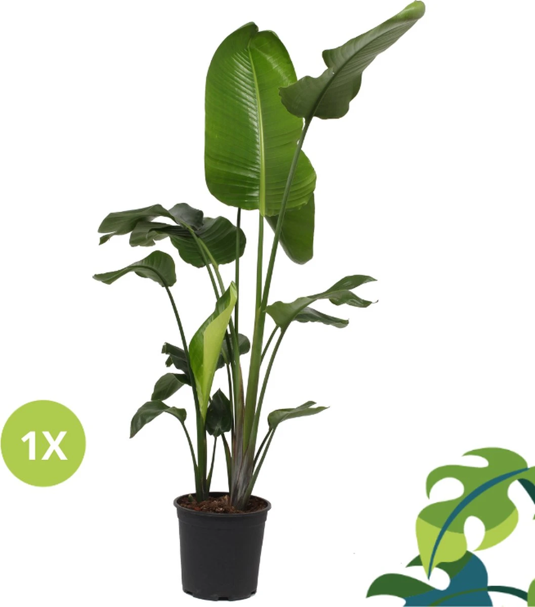 Strelitzia Nicolai - 180cm 8 Strelitzia Nicolai - 180cm - Afbeelding 8