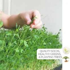 Variatie-set Kiemzaden 5x 100g | Broccoli, Erwten Scheuten, Zonnebloem, Radijs & Mosterd - 500g | Biologische Microgreen, Microgroenten Zaden | Plastic Vrij Verpakt | Moestuin Kweekset Binnen 9 Variatie-set Kiemzaden 5x 100g | Broccoli, Erwten Scheuten, Zonnebloem, Radijs & Mosterd - 500g | Biologische Microgreen, Microgroenten Zaden | Plastic Vrij Verpakt | Moestuin Kweekset Binnen -Planten Zorg Verkoop 1080x1200