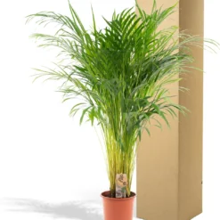 Areca Palm 110 Cm Hoog - 21cm Potmaat - Grote Kamerplant - Dypsis Lutescens -Planten Zorg Verkoop 1083x1200