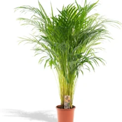 Areca Palm 110 Cm Hoog - 21cm Potmaat - Grote Kamerplant - Dypsis Lutescens