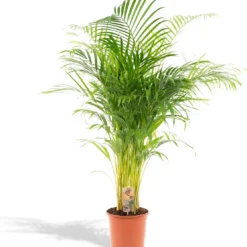 Areca Palm 110 Cm Hoog - 21cm Potmaat - Grote Kamerplant - Dypsis Lutescens -Planten Zorg Verkoop 1113x1200