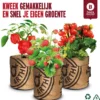 Van 32,95 Voor 24,95 3 Stuks Moestuin Kweekset Aardbei, Tomaat Paprika GRATIS VERZENDING