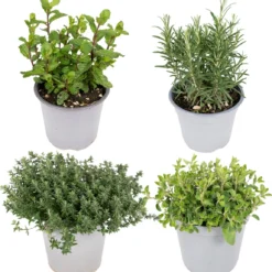 Tuinkruiden Mix - 18cm - Ø14