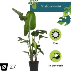 Strelitzia Nicolai - 180cm 17 Strelitzia Nicolai - 180cm -Planten Zorg Verkoop 1153x1200 1