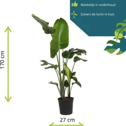 Strelitzia Nicolai - 180cm 15 Strelitzia Nicolai - 180cm -Planten Zorg Verkoop 1153x1200