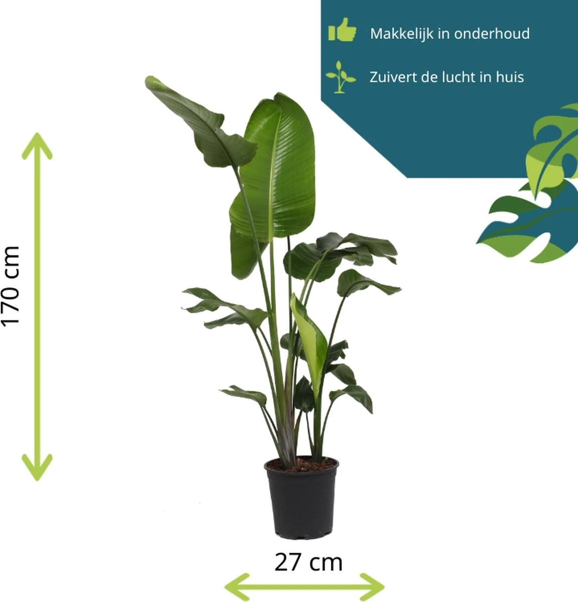Strelitzia Nicolai - 180cm 5 Strelitzia Nicolai - 180cm - Afbeelding 5
