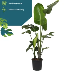 Strelitzia Nicolai - 180cm 16 Strelitzia Nicolai - 180cm -Planten Zorg Verkoop 1160x1200 1