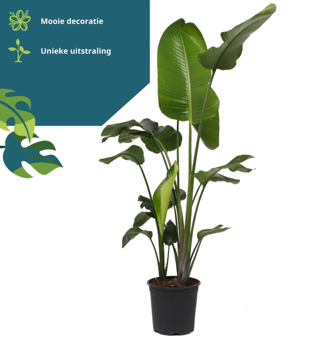 Strelitzia Nicolai - 180cm 6 Strelitzia Nicolai - 180cm - Afbeelding 6