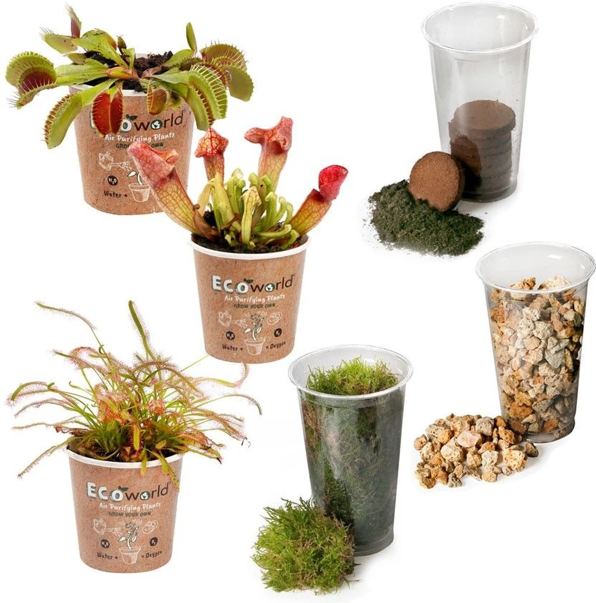 Ecoworld Vleesetende Planten Mix - DIY Ecosysteem Plant Set - 3 Vleesetende Planten - Met Terrarium Plant Venus Vliegenval Zonnedauw En Trompetbekerplant - Inclusief Substraat - Grond - Mos 5 Ecoworld Vleesetende Planten Mix - DIY Ecosysteem Plant Set - 3 Vleesetende Planten - Met Terrarium Plant Venus Vliegenval Zonnedauw En Trompetbekerplant - Inclusief Substraat - Grond - Mos - Afbeelding 5