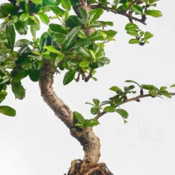 ZynesFlora - Bonsai In Keramiek - Kamerplant In Pot - Ø 15 Cm - Hoogte: 25-30 Cm - Kamerplant 19 ZynesFlora - Bonsai In Keramiek - Kamerplant In Pot - Ø 15 Cm - Hoogte: 25-30 Cm - Kamerplant -Planten Zorg Verkoop 1198x1200 1