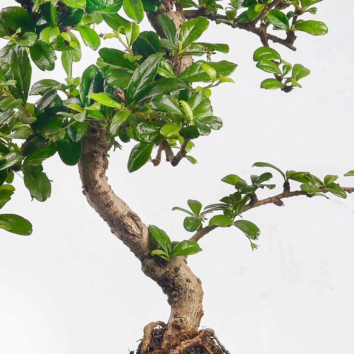 ZynesFlora - Bonsai In Keramiek - Kamerplant In Pot - Ø 15 Cm - Hoogte: 25-30 Cm - Kamerplant 10 ZynesFlora - Bonsai In Keramiek - Kamerplant In Pot - Ø 15 Cm - Hoogte: 25-30 Cm - Kamerplant - Afbeelding 10