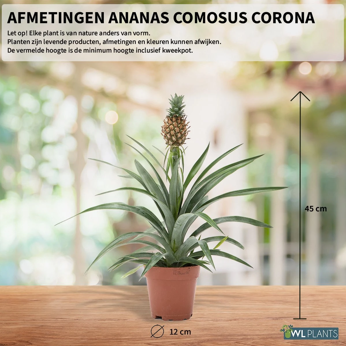 WL Plants - Ananasplant - Ananas Comosus - Kamerplanten - Bromelia - Anti Snurk - Zeer Luchtzuiverend - Gemakkelijk Te Verzorgen - ± 45cm Hoog – 12 Cm Diameter - In Kweekpot 3 WL Plants - Ananasplant - Ananas Comosus - Kamerplanten - Bromelia - Anti Snurk - Zeer Luchtzuiverend - Gemakkelijk Te Verzorgen - ± 45cm Hoog – 12 Cm Diameter - In Kweekpot - Afbeelding 3