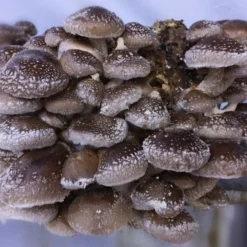 ToshiFarm Broed Voor Shiitake - 50 Gram - Zelf Shiitake Kweken - Broed Voor Shiitake Kweekset - Paddenstoel Sporen 15 ToshiFarm Broed Voor Shiitake - 50 Gram - Zelf Shiitake Kweken - Broed Voor Shiitake Kweekset - Paddenstoel Sporen -Planten Zorg Verkoop 1200x1010