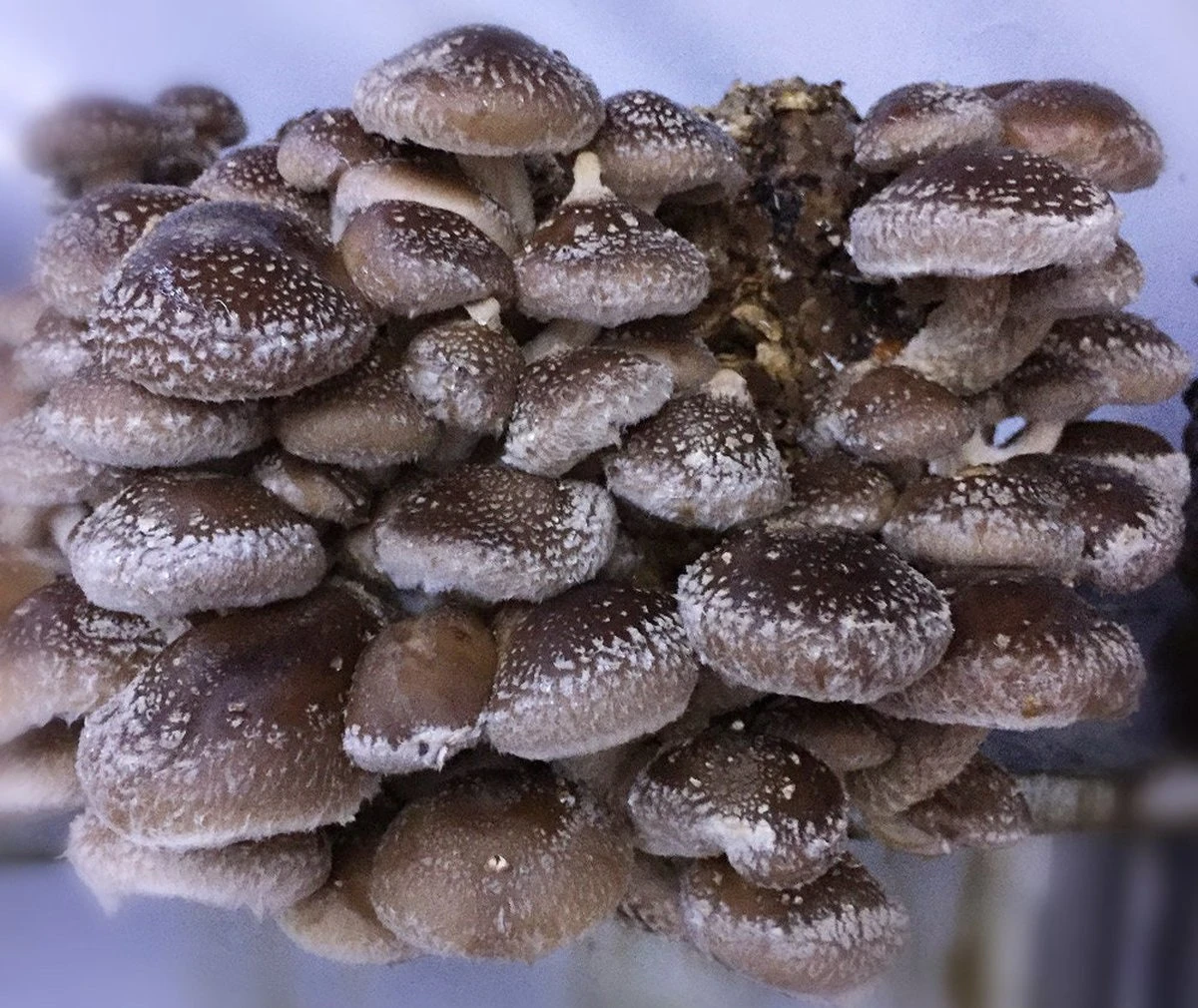 ToshiFarm Broed Voor Shiitake - 50 Gram - Zelf Shiitake Kweken - Broed Voor Shiitake Kweekset - Paddenstoel Sporen 8 ToshiFarm Broed Voor Shiitake - 50 Gram - Zelf Shiitake Kweken - Broed Voor Shiitake Kweekset - Paddenstoel Sporen - Afbeelding 8