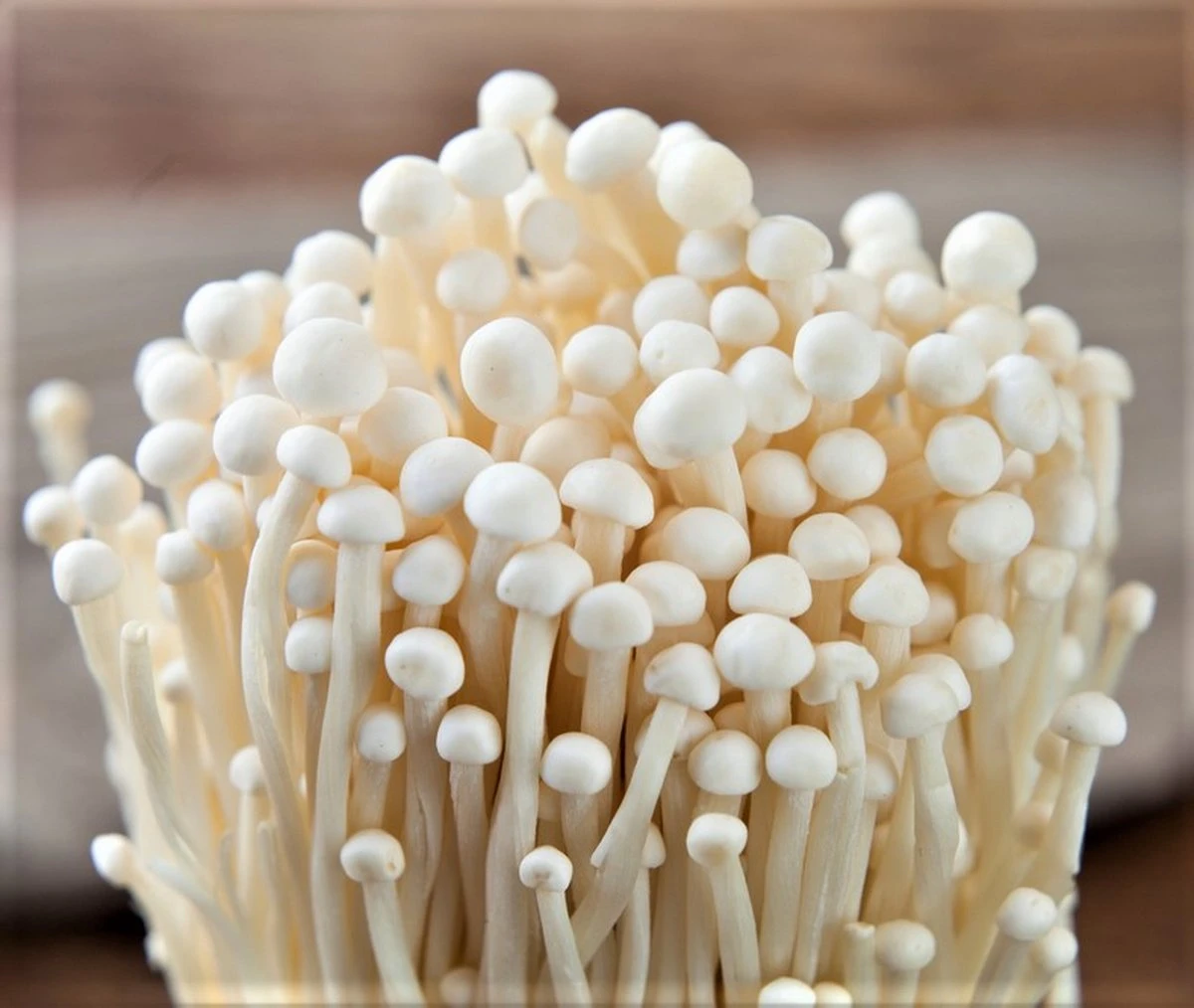 ToshiFarm Broed Voor Enoki - 50 Gram - Zelf Enoki Kweken - Broed Voor Fluweelpootje - Paddenstoel Sporen - Eco Cadeau 9 ToshiFarm Broed Voor Enoki - 50 Gram - Zelf Enoki Kweken - Broed Voor Fluweelpootje - Paddenstoel Sporen - Eco Cadeau - Afbeelding 9