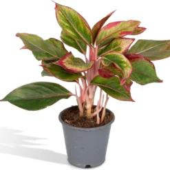 Aglaonema Crete - 30cm
