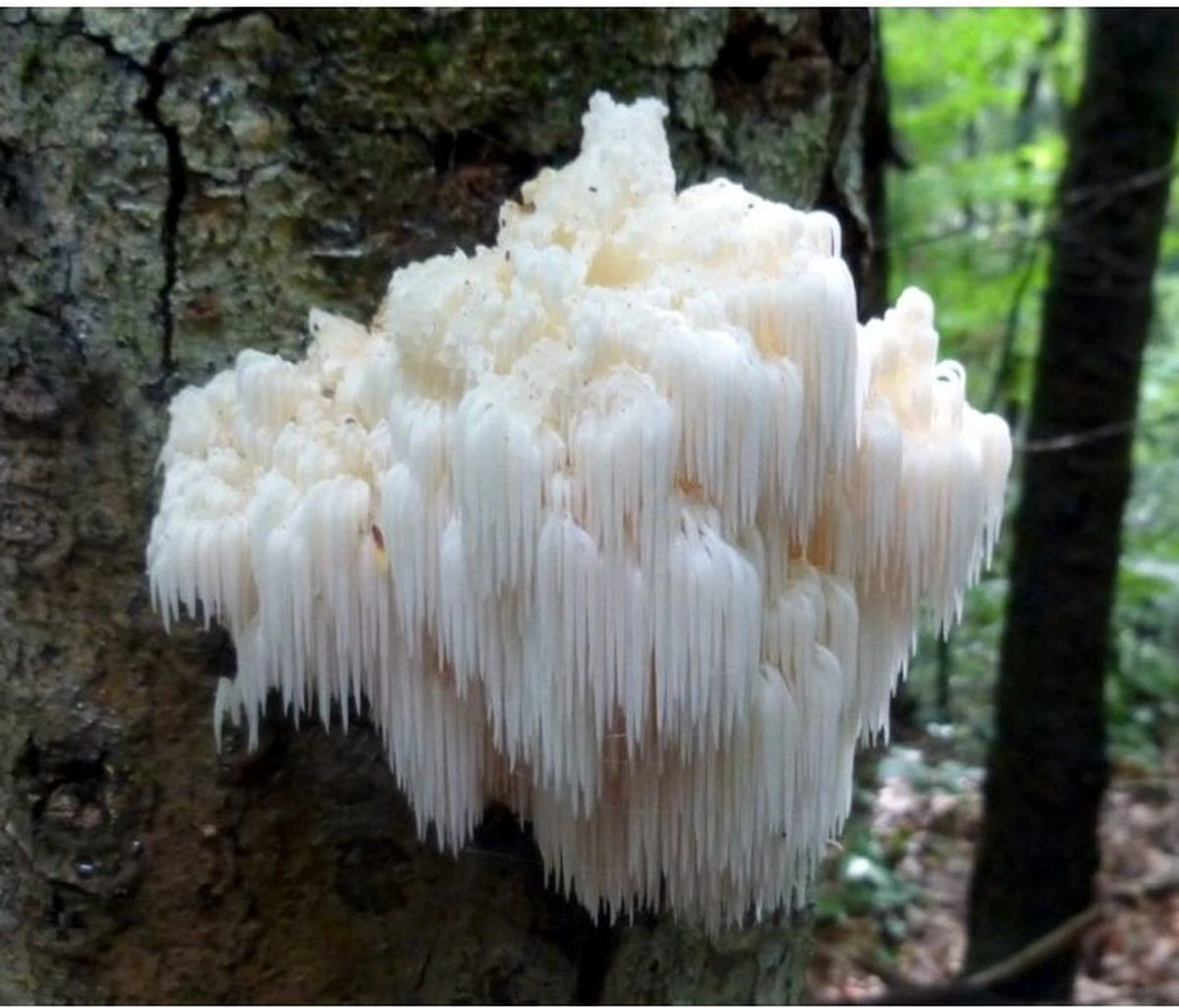 ToshiFarm Broed Voor Pruikzwam - 50 Gram - Zelf Loins Mane Kweken - Broed Voor Lions Mane Kweekset 2 ToshiFarm Broed Voor Pruikzwam - 50 Gram - Zelf Loins Mane Kweken - Broed Voor Lions Mane Kweekset - Afbeelding 2