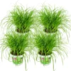 Merkloos Cyperus - Kattengras - 4 Stuks - Ø 12 Cm - Hoogte: 25-30 Cm - Kamerplant