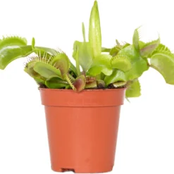Kleine Vleesetende Plant | Dionaea Per Stuk - Binnen- En Buitenplant In Kwekerspot ⌀6 Cm - ↕10 Cm