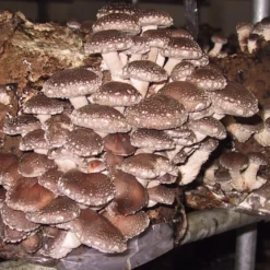 ToshiFarm Broed Voor Shiitake - 50 Gram - Zelf Shiitake Kweken - Broed Voor Shiitake Kweekset - Paddenstoel Sporen 11 ToshiFarm Broed Voor Shiitake - 50 Gram - Zelf Shiitake Kweken - Broed Voor Shiitake Kweekset - Paddenstoel Sporen -Planten Zorg Verkoop 1200x1052