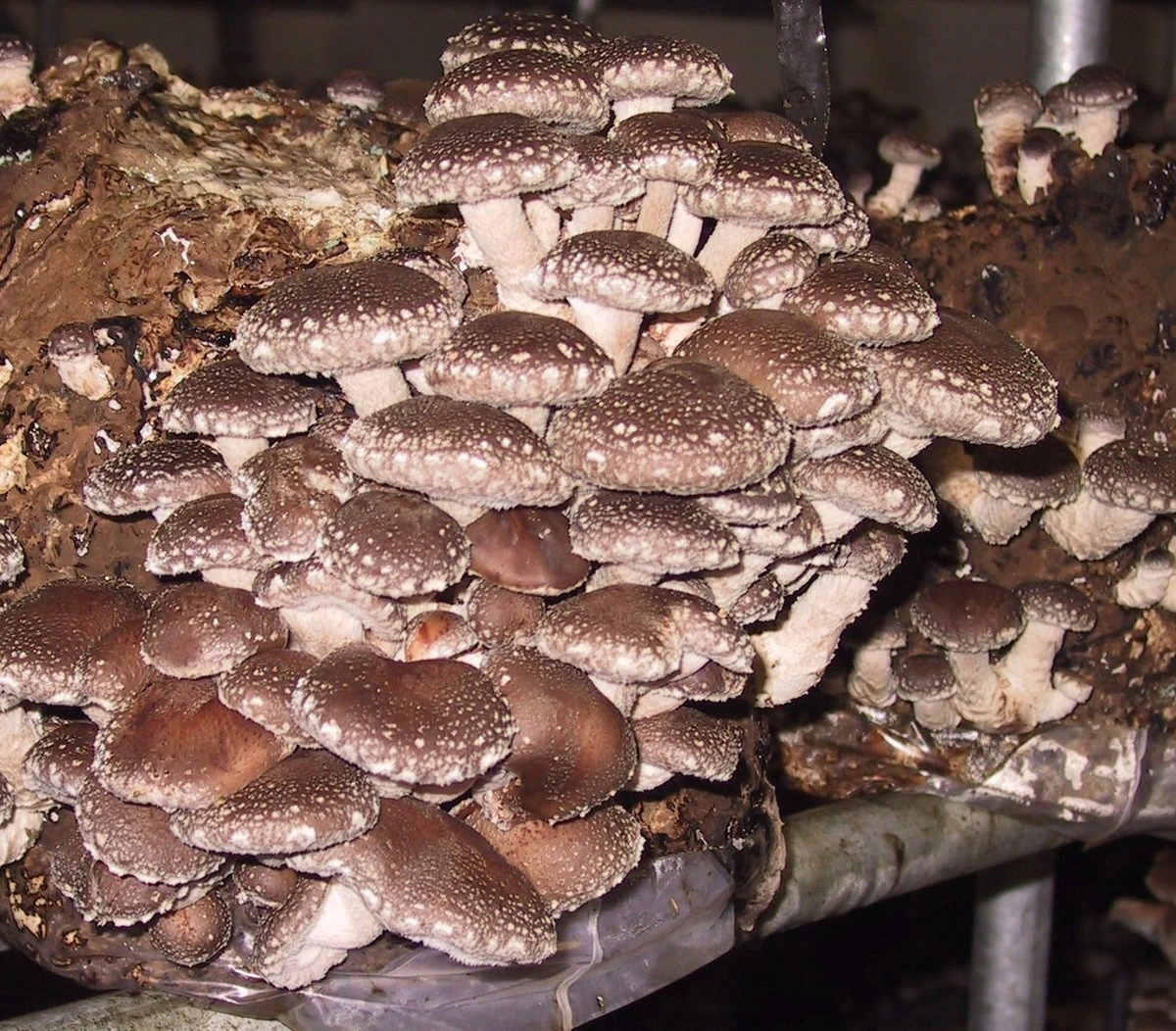 ToshiFarm Broed Voor Shiitake - 50 Gram - Zelf Shiitake Kweken - Broed Voor Shiitake Kweekset - Paddenstoel Sporen 4 ToshiFarm Broed Voor Shiitake - 50 Gram - Zelf Shiitake Kweken - Broed Voor Shiitake Kweekset - Paddenstoel Sporen - Afbeelding 4