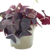 SIMPLYBLOOM.EU - Oxalis Triangularis Mijke Paars