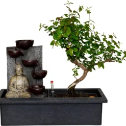 Planten Zorg Verkoop 11 ZynesFlora - Bonsai Met Waterval - Ø 27 Cm - Hoogte: 25-30 Cm - Kamerplant In Pot