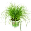 Merkloos ZynesFlora - Cyperus - Kattengras - Ø 12 Cm - Hoogte: 25-30 Cm - Kamerplant