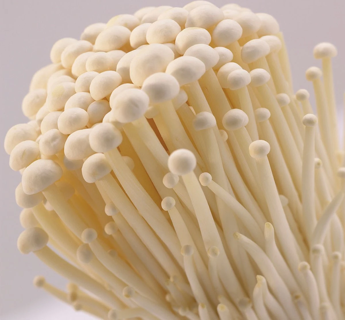 ToshiFarm Broed Voor Enoki - 50 Gram - Zelf Enoki Kweken - Broed Voor Fluweelpootje - Paddenstoel Sporen - Eco Cadeau 2 ToshiFarm Broed Voor Enoki - 50 Gram - Zelf Enoki Kweken - Broed Voor Fluweelpootje - Paddenstoel Sporen - Eco Cadeau - Afbeelding 2