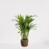 Areca In Siermand Guusje Naturel – Luchtzuiverende Kamerplant – Eenvoudig Te Onderhouden Goudpalm - ↕35-50cm - Ø13 – Geleverd Met Plantenpot – Vers Uit De Kwekerij