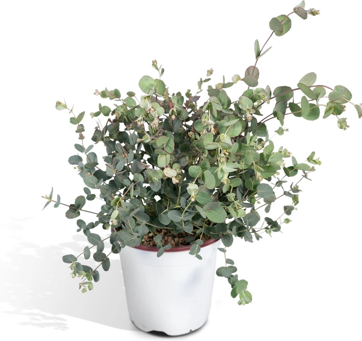 Eucalyptus - 45cm - Ø17 1 Eucalyptus - 45cm - Ø17