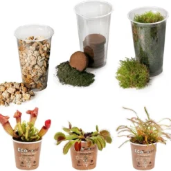 Ecoworld Vleesetende Planten Mix - DIY Ecosysteem Plant Set - 3 Vleesetende Planten - Met Terrarium Plant Venus Vliegenval Zonnedauw En Trompetbekerplant - Inclusief Substraat - Grond - Mos