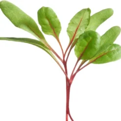 Buzzy® Microgreens, Snijbiet Regenboogmengsel -Planten Zorg Verkoop 1200x1133