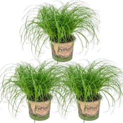 3x Cyperus 'Zumula' - Kattengras - Kamerplant - Huisdiervriendelijk - ⌀12 Cm - 20-25 Cm