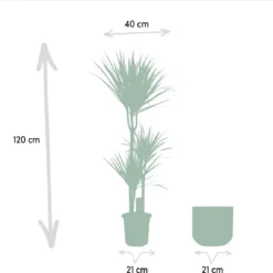 XXL Dracaena Marginata Met Pot - Drakenbloedboom - 120cm Hoog , 21Ø - Kamerplant 11 XXL Dracaena Marginata Met Pot - Drakenbloedboom - 120cm Hoog , 21Ø - Kamerplant -Planten Zorg Verkoop 1200x1143