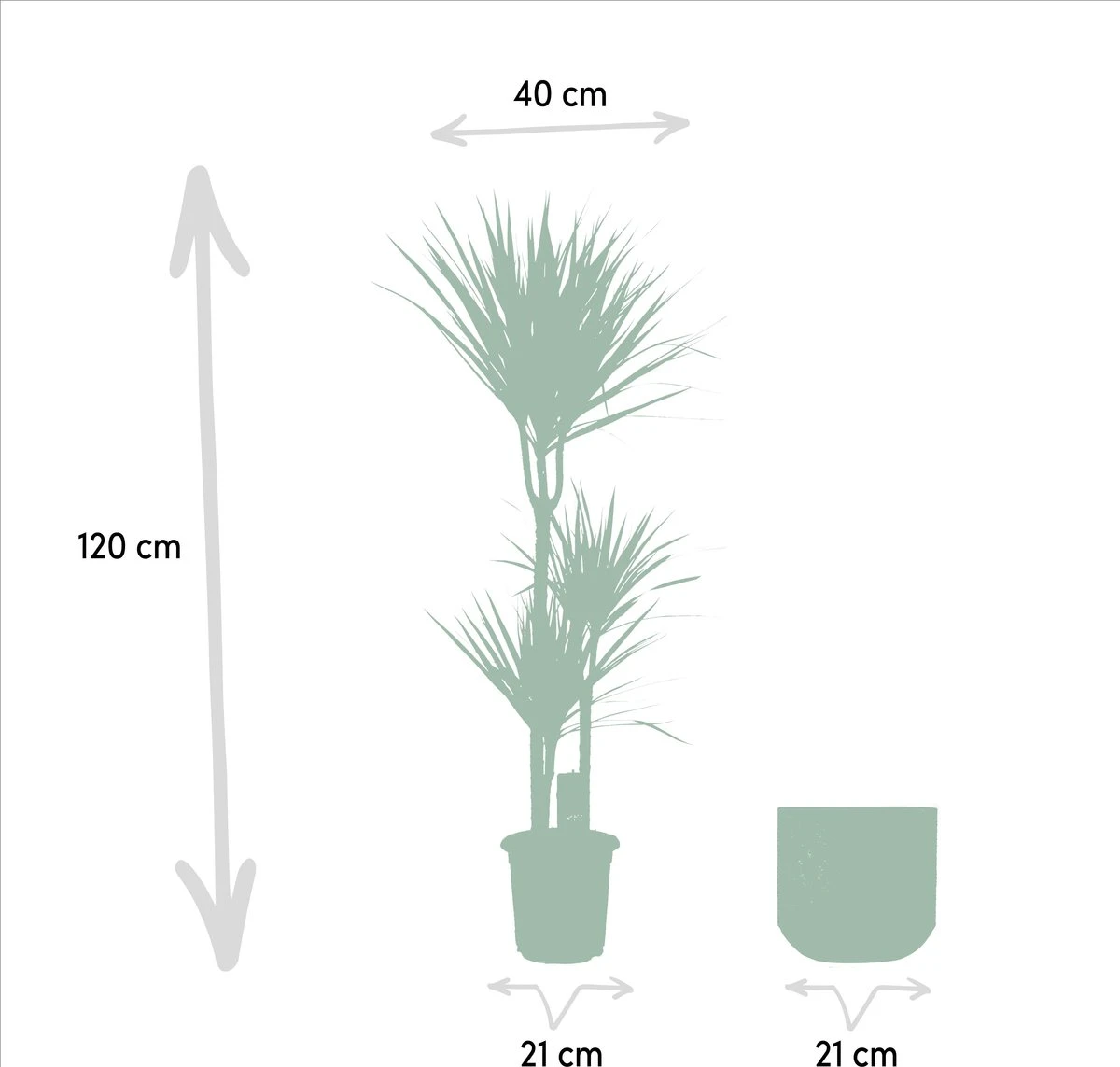 XXL Dracaena Marginata Met Pot - Drakenbloedboom - 120cm Hoog , 21Ø - Kamerplant 4 XXL Dracaena Marginata Met Pot - Drakenbloedboom - 120cm Hoog , 21Ø - Kamerplant - Afbeelding 4