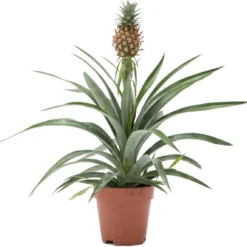 Planten Zorg Verkoop 17 WL Plants - Ananasplant - Ananas Comosus - Kamerplanten - Bromelia - Anti Snurk - Zeer Luchtzuiverend - Gemakkelijk Te Verzorgen - ± 45cm Hoog – 12 Cm Diameter - In Kweekpot