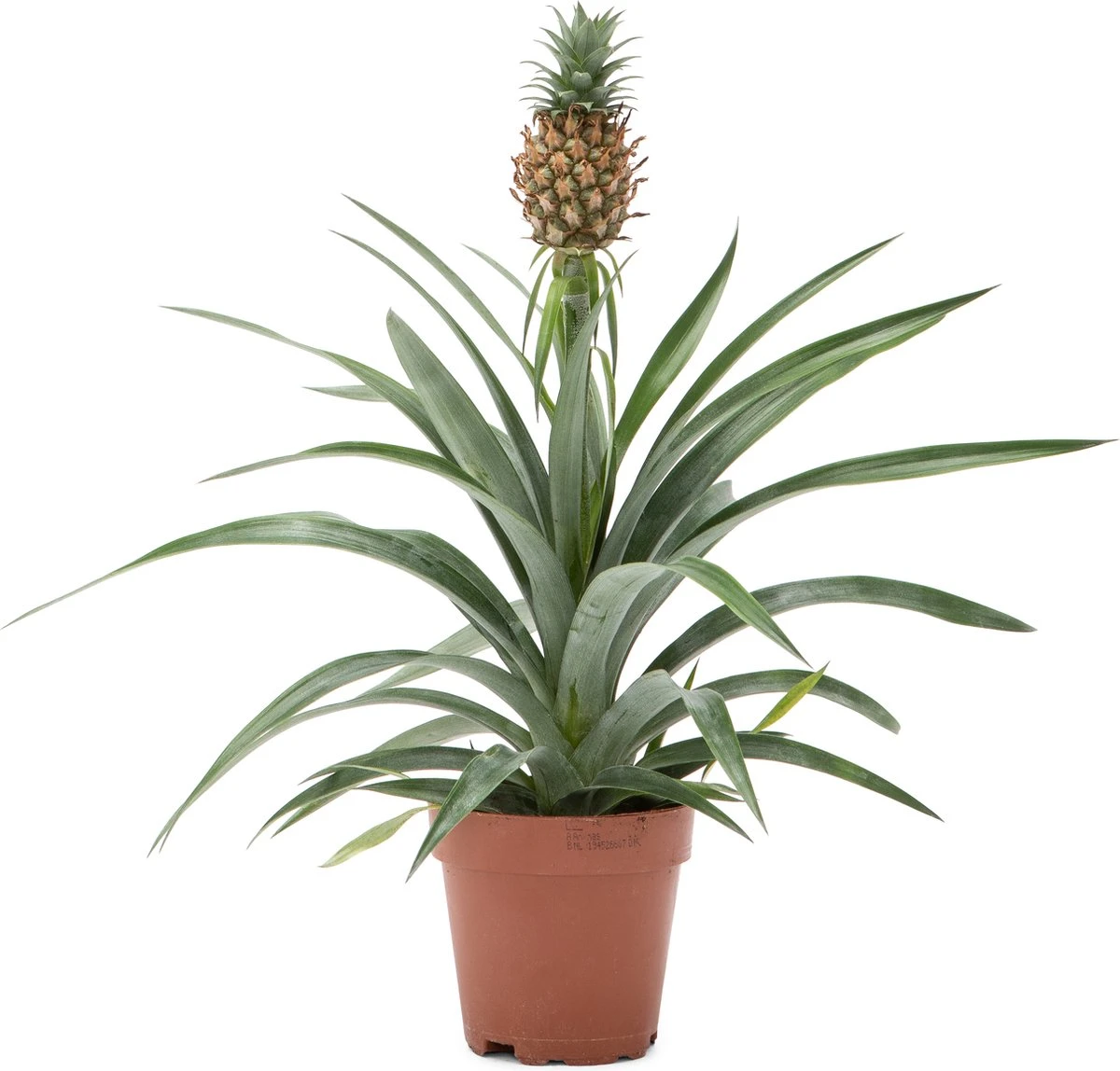 WL Plants - Ananasplant - Ananas Comosus - Kamerplanten - Bromelia - Anti Snurk - Zeer Luchtzuiverend - Gemakkelijk Te Verzorgen - ± 45cm Hoog – 12 Cm Diameter - In Kweekpot 1 WL Plants - Ananasplant - Ananas Comosus - Kamerplanten - Bromelia - Anti Snurk - Zeer Luchtzuiverend - Gemakkelijk Te Verzorgen - ± 45cm Hoog – 12 Cm Diameter - In Kweekpot