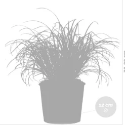 3x Cyperus 'Zumula' - Kattengras - Kamerplant - Huisdiervriendelijk - ⌀12 Cm - 20-25 Cm -Planten Zorg Verkoop 1200x1150