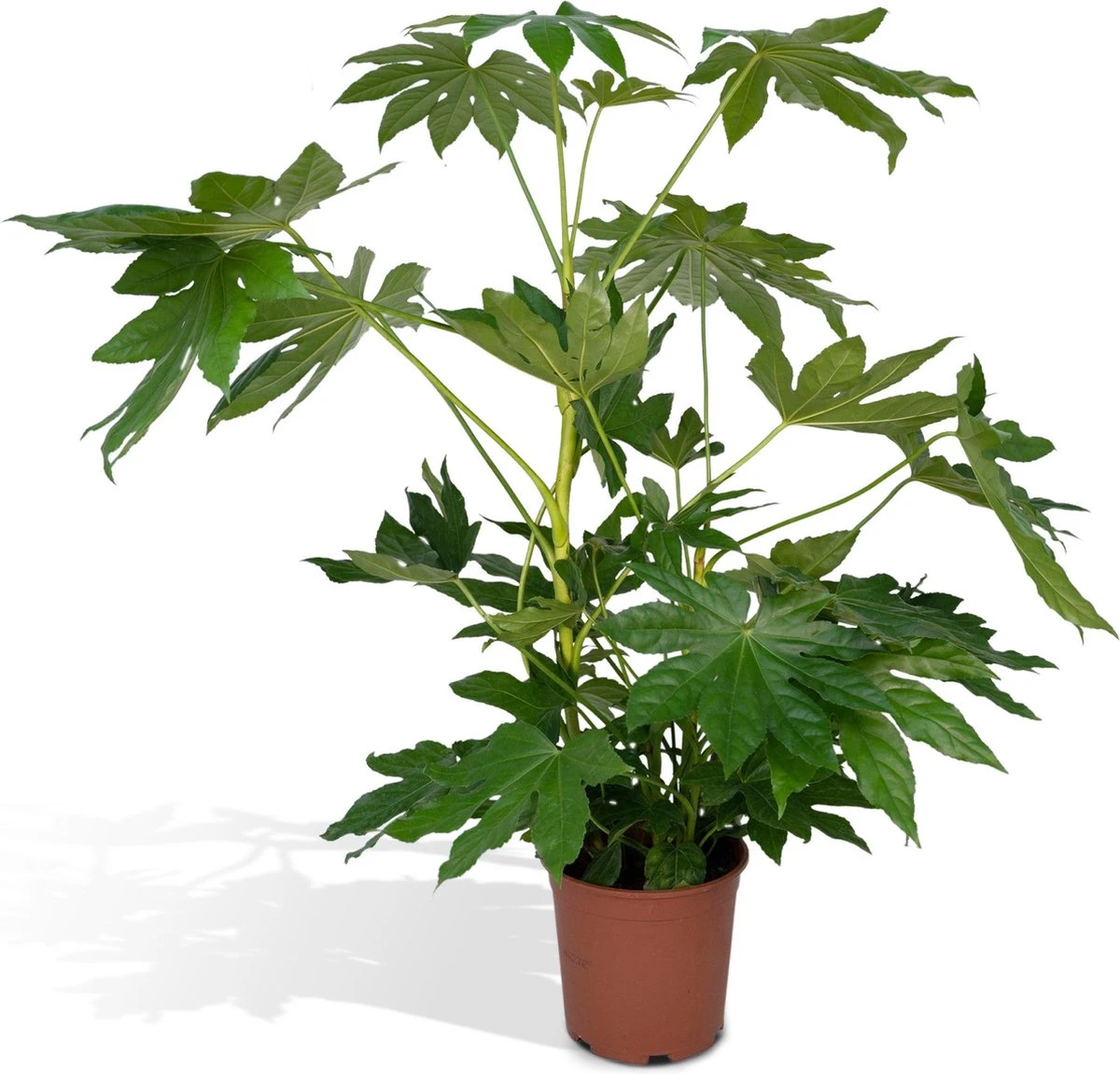 Fatsia Japonica Groen - 85cm 1 Fatsia Japonica Groen - 85cm
