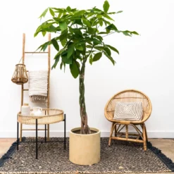 Pachira Aquatica XXL - 180 Cm