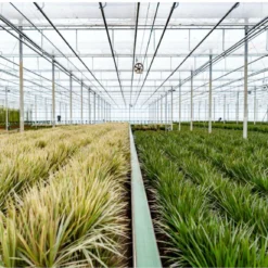 XXL Dracaena Marginata Met Pot - Drakenbloedboom - 120cm Hoog , 21Ø - Kamerplant 14 XXL Dracaena Marginata Met Pot - Drakenbloedboom - 120cm Hoog , 21Ø - Kamerplant -Planten Zorg Verkoop 1200x1153