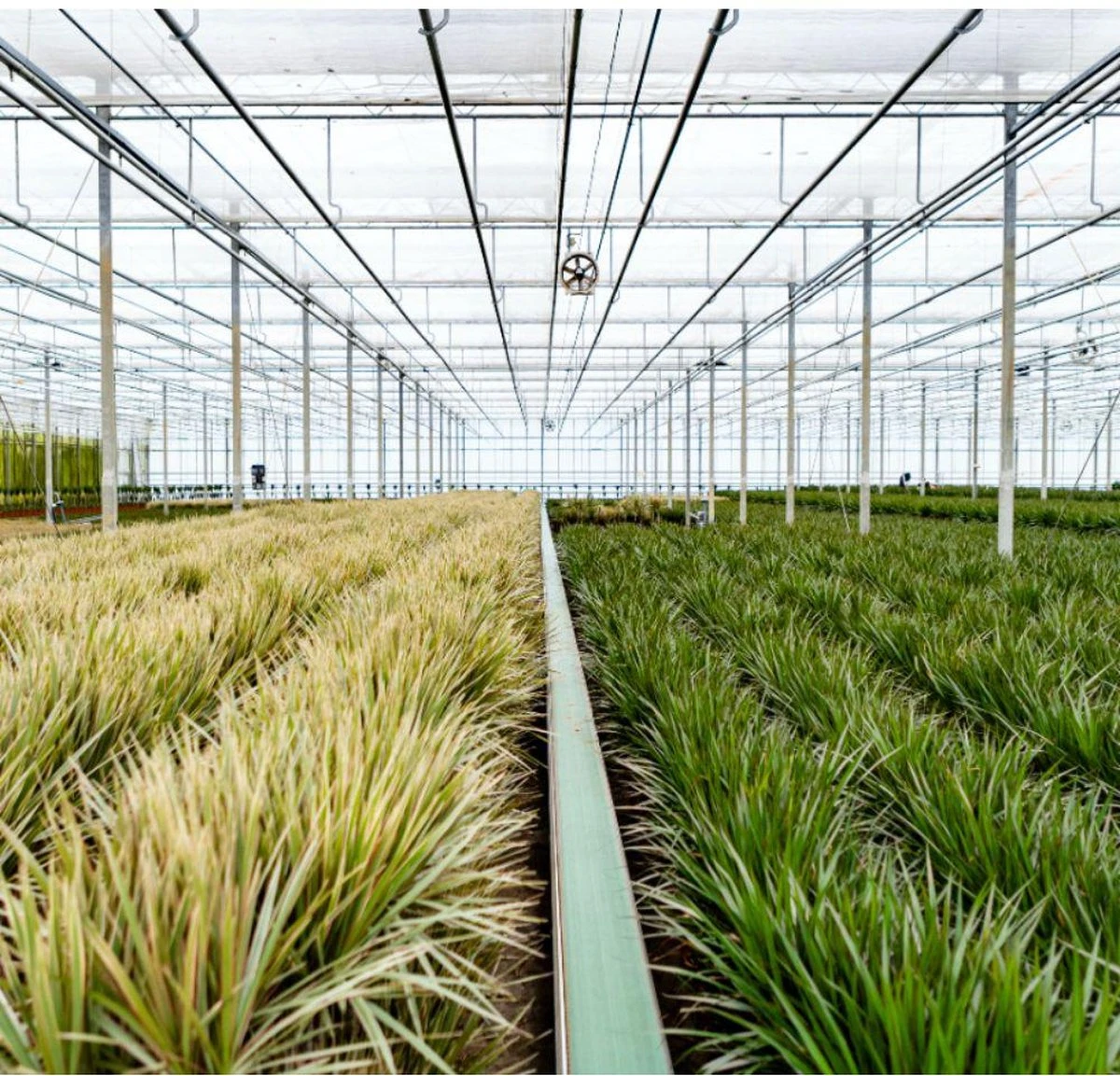 XXL Dracaena Marginata Met Pot - Drakenbloedboom - 120cm Hoog , 21Ø - Kamerplant 7 XXL Dracaena Marginata Met Pot - Drakenbloedboom - 120cm Hoog , 21Ø - Kamerplant - Afbeelding 7