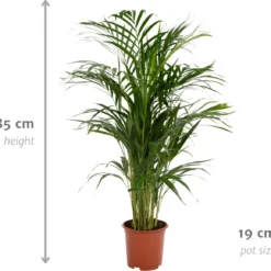 Areca Palm - Goudpalm/Dypsis Lutescens - 85cm Hoog, 19Ø - - Zonder Mand -Planten Zorg Verkoop 1200x1159